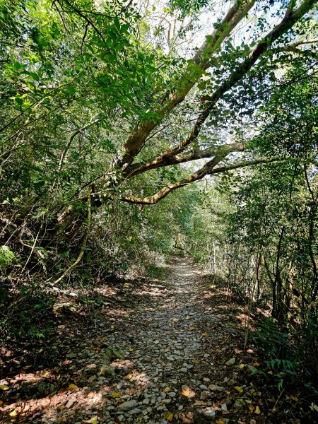 德文山步道(觀望山)-2024屏步青雲 尋寶任務2681817