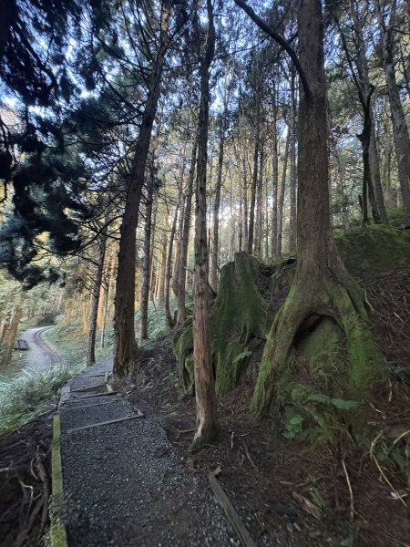 20251225塔山步道(大塔山)2970302