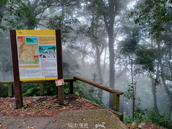 【台中和平】迷霧山林。 谷關七雄~屋我尾山(大雪山北登山口)2339066