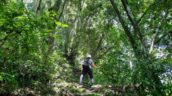 《新竹》沒那簡單｜關西赤柯山東獅頭山步道O繞202506152813528
