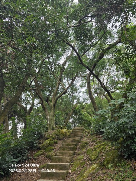 2026-02-28微笑山線：【大棟山系】405高地段3008687