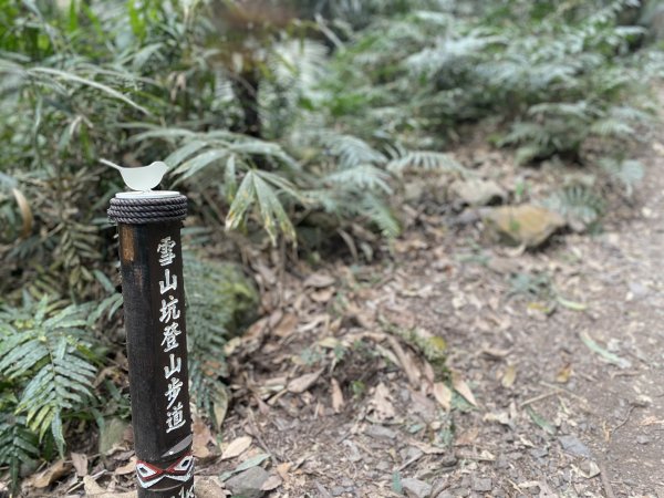 《雪山坑登山步道｜巨人之手森林秘境 Xueshankeng Hiking Trail & Giant2971062