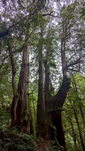 鎮西堡巨木步道群 (B區)2861185