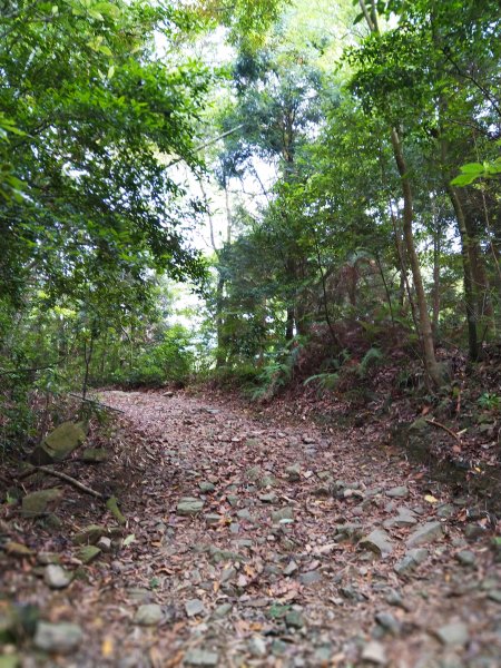 【台中。和平】綠蔭山林滿滿芬多精。大雪山林道 ~1860峰(長壽山)1425604