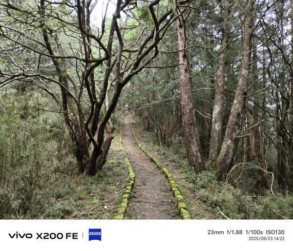 [玉山尋寶任務-05/12] 2025_0823 塔塔加步道(大鐵杉登山步道)2869647