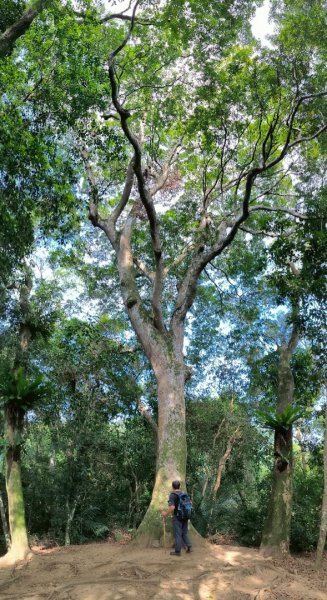 岩壁上的花、艷紅鹿子百合（22869774