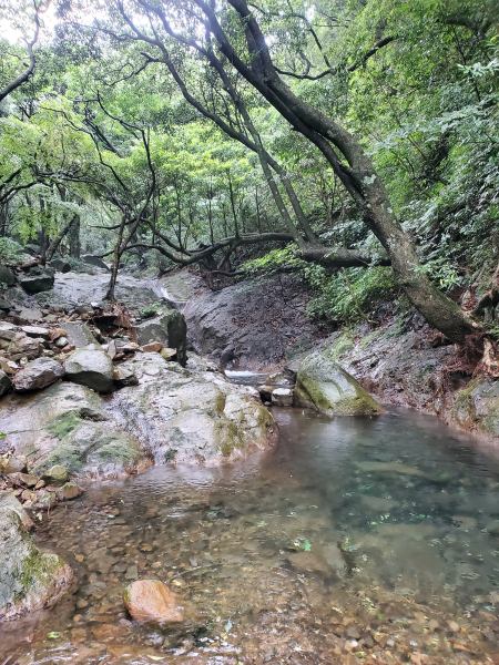 大屯溪古道雨中行（原路來回）