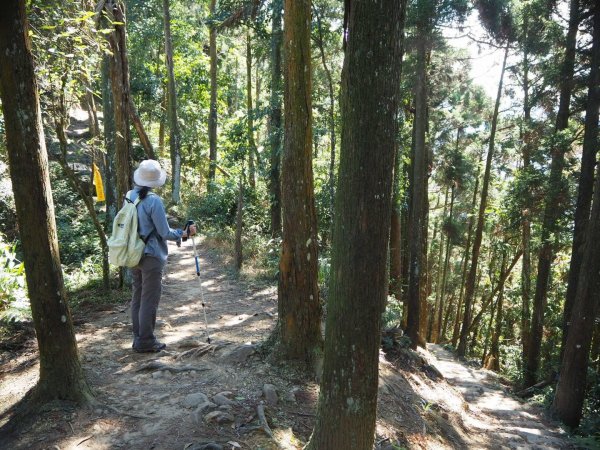 苗栗獅潭仙山步道O型20190212523926