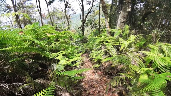 20250421_阿白縱走2774487