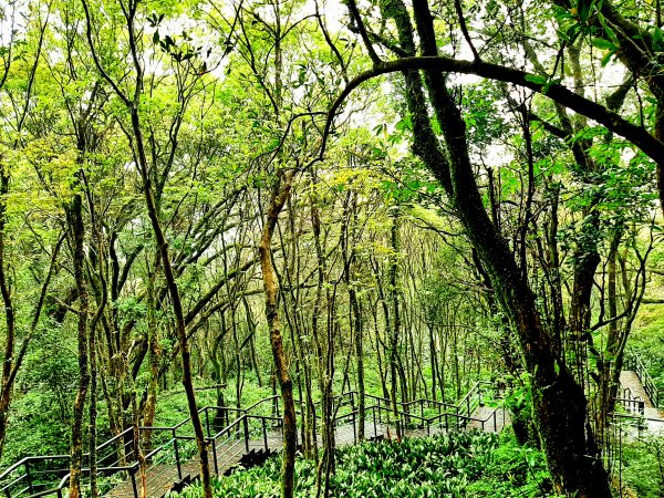 走遍陽明山：大屯山系｜青楓、中正山步道2085922