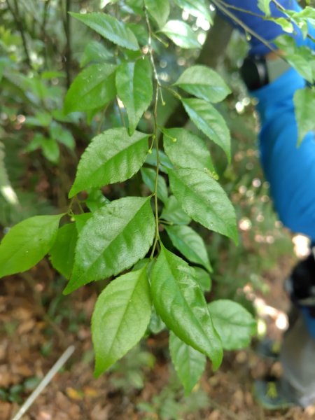 虻彈山 桑留守山 桑留守山東北3099148