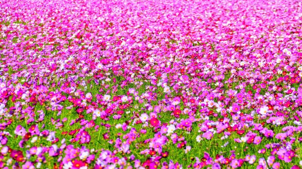 富岡仙草花2942415