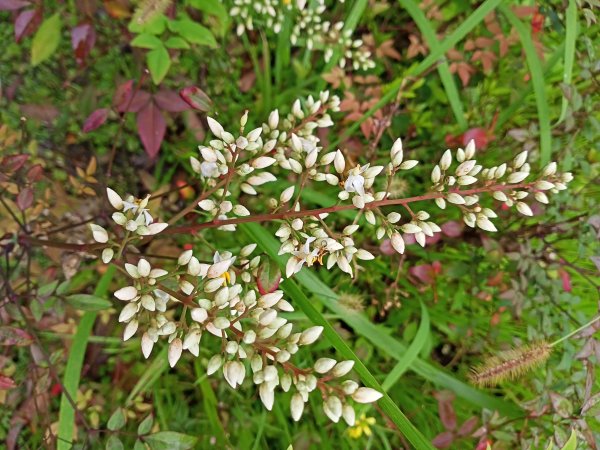 城市漫遊：內湖科學園區、大港墘公園、文德三號公園、瑞陽公園1683568