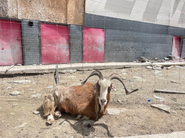西藏♥️可愛動物🐎人物寫真/拉薩旅拍/美食2902889