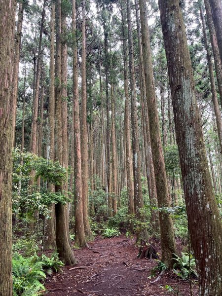新竹 五峰 雪霸休閒農場 野馬瞰山步道2811507