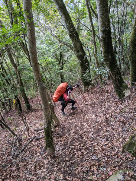 【高雄桃源】小關山林道上小關山1275058