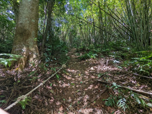 冷門的鵝尾山步道。熱門的坪頂古圳1766058