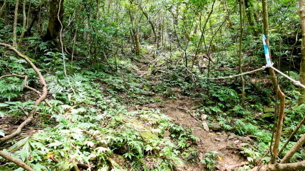 雙溪三柑Ｏ走2839881