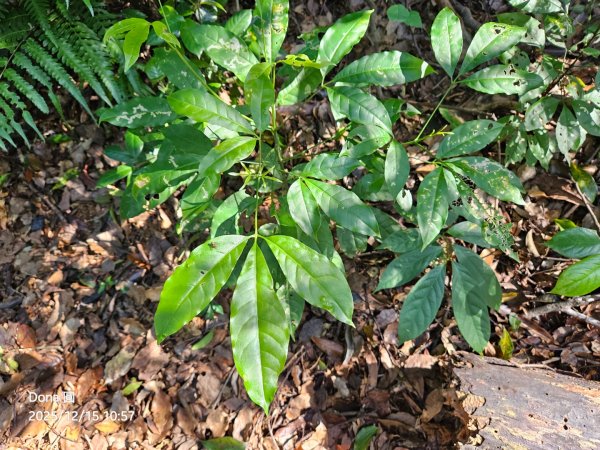 20251215林口森林步道+太平嶺海濱步道2969391