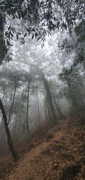 2023-11-25溪頭鳳凰山步道2361013