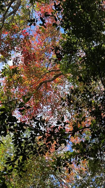 南庄鵝公髻山東河線2970559