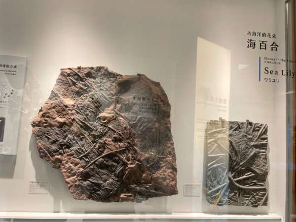 雨天備案💙 台灣博物館的古生代館-台大動植物館免費參觀-北投♨️季2799001