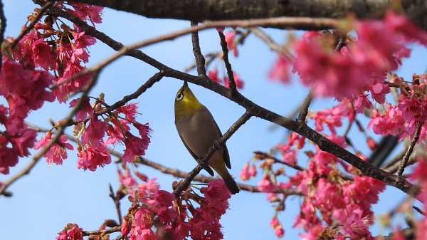 追花是簡單的快樂，賞花是恬淡的幸褔 2/112710549