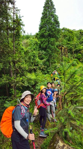 鵝公髻山採桃趣-202505302865299