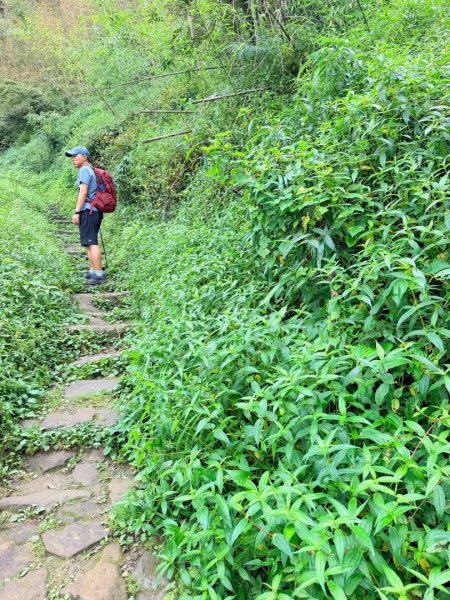 1150730嘉義大凍山之旅3092605