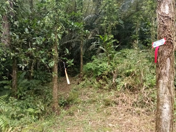 雙溪區彎穹平林山+平湖東步道+紙坑古道(億山煤礦)+紙坑山出平水聚落O型2965790