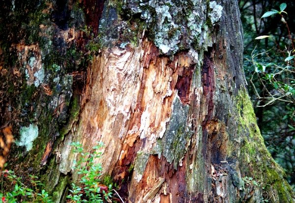 山風15度C吹拂 ~ 合歡溪 步道1551809