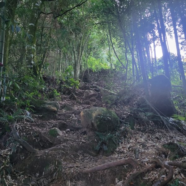 金柑樹山、忘憂森林、嶺頭山（小百岳）2343811