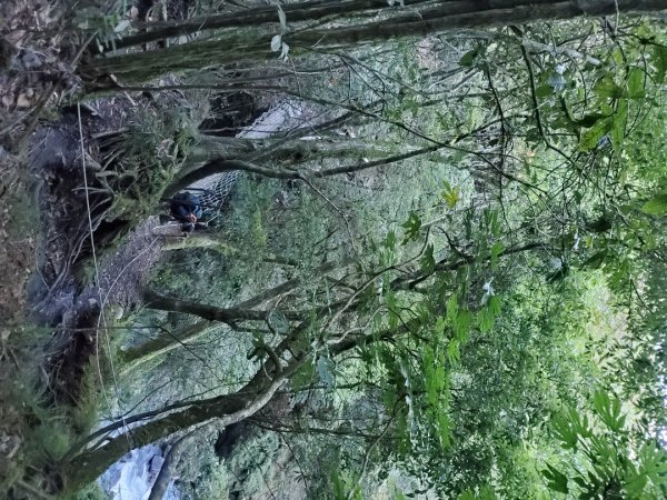 中橫大辣－屏風山1507807