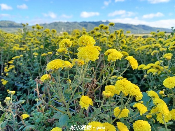 【苗栗銅鑼】健行賞花兩相宜。 銅鑼雙峰山x2023杭菊花季2355289