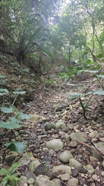20251218犁頭山-吧哩國山主東峰-石頭坑山西南峰-石頭坑山2967006