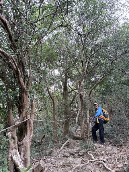 大漢林道登山趣(力里山.具馬奴山.崁頭窩山)  2026.3.283028013