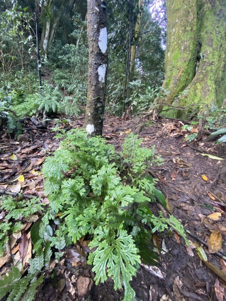 坐公車接駁的神仙縱走2707390