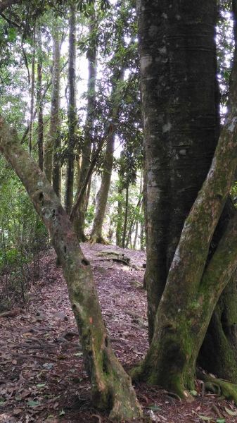 大雪山登屋我尾山（谷關七雄）160800