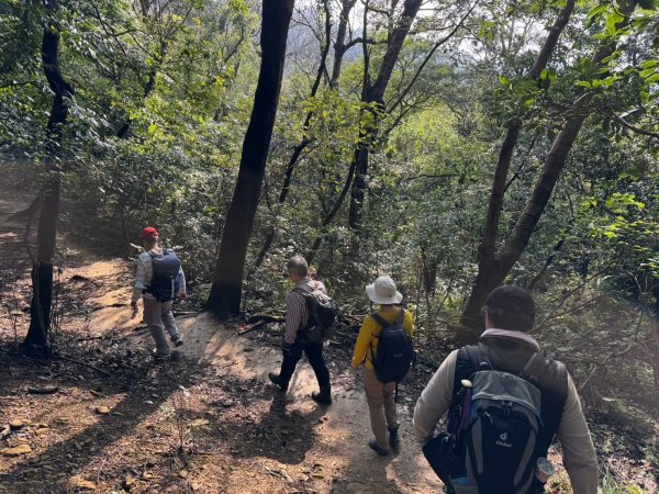 2025-0204 鶯歌_大凍山_三角埔頂山_迴龍2708035