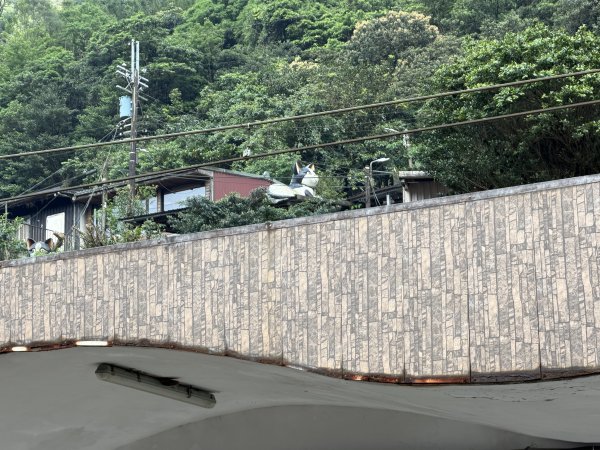 2026_0412 鐘萼木賞花 - 淡蘭國寶樹3035263