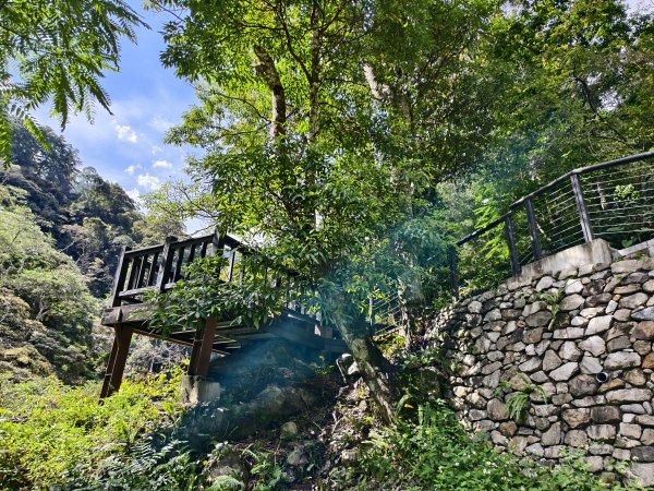 [百山百鳥尋旅-07/15] 2025_0831 八仙山國家森林遊樂區步道群_天籟步道2875907