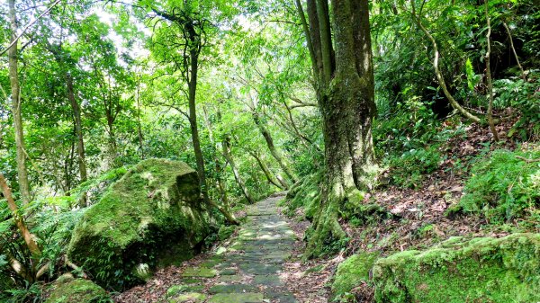 環七星山步道2837883