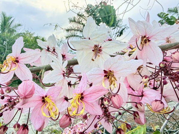 楠西悠遊(鹿陶洋.爐芝潭山)  2026.3.263027447