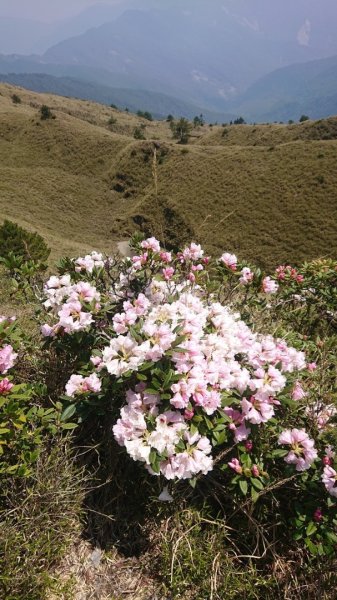 合歡東峰、小奇萊賞玉山杜鵑2542816