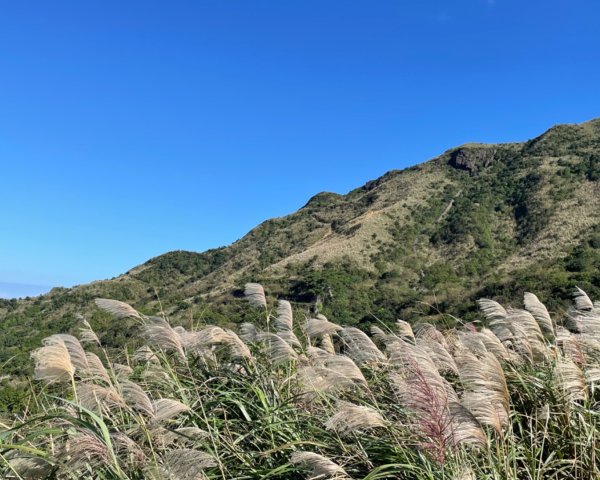 上茶壺山賞芒花2662095