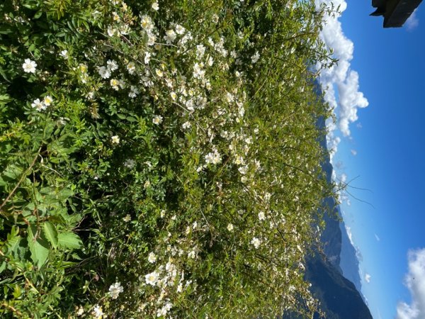 合歡山群峰（南峰、石門山、尖山、東峰）2626699