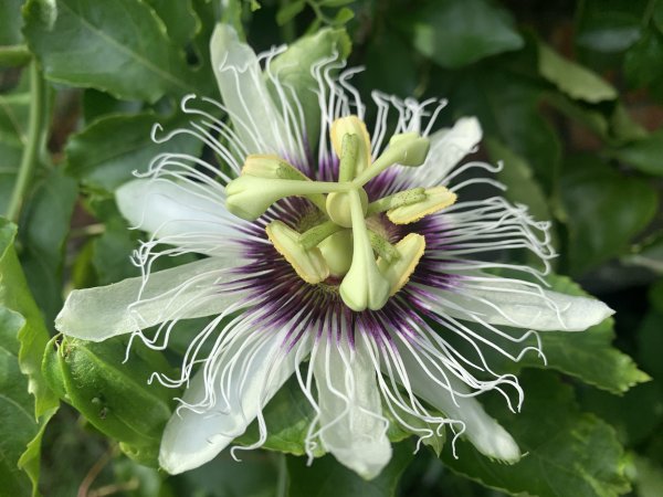 20240608高雄北旗尾南山-北旗尾山-旗尾山2523594