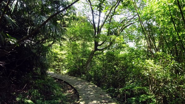 大崎頭梯田,坪頂古圳2208622