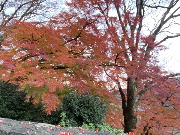 楓之絆----京都大阪賞楓2967321