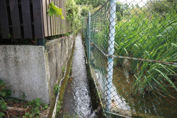 〔北投〕風尾步道，十八份拐圳步道。風尾步道中段  要下階梯左邊 ，巨大峰窩有虎頭蜂飛舞，請小心2267543